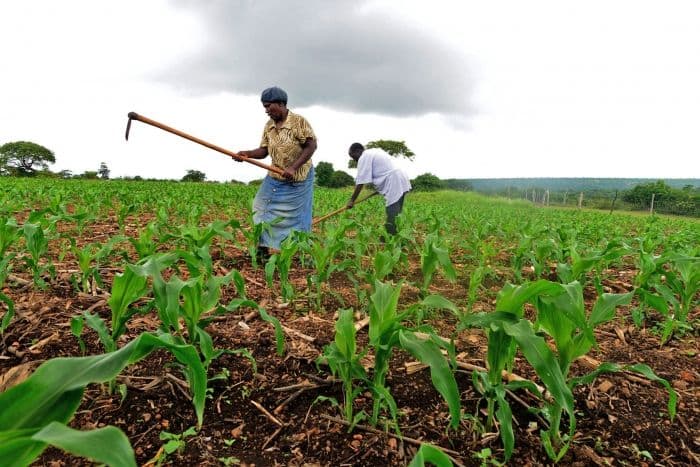 bidec farmers